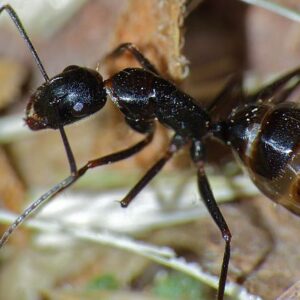 Camponotus Aethiops