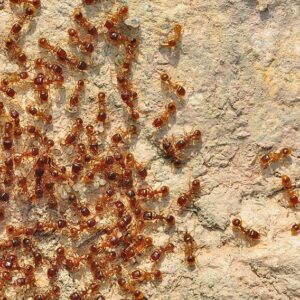 Tetramorium Semilaeve