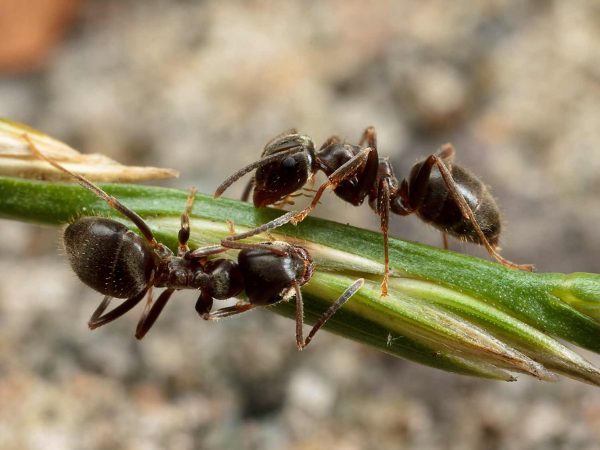 Lasius Niger